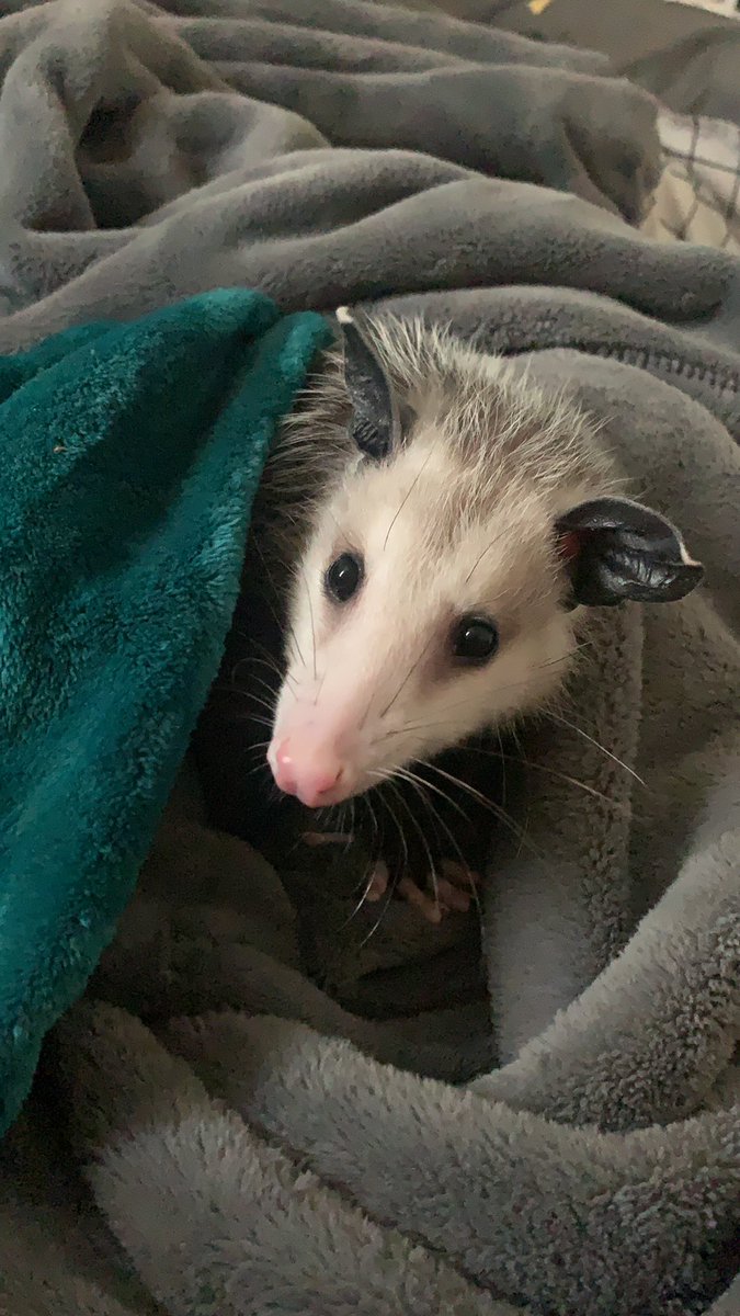 Extra small opossum